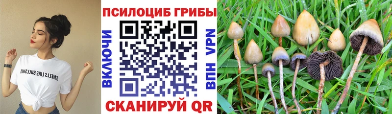 Купить  Змеиногорск  Галлюциногенные грибы Psilocybine cubensis 